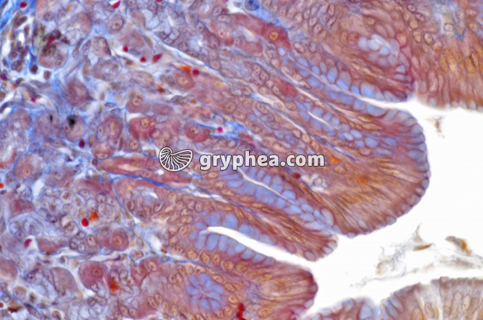 Estomac x160 - gryphea.org